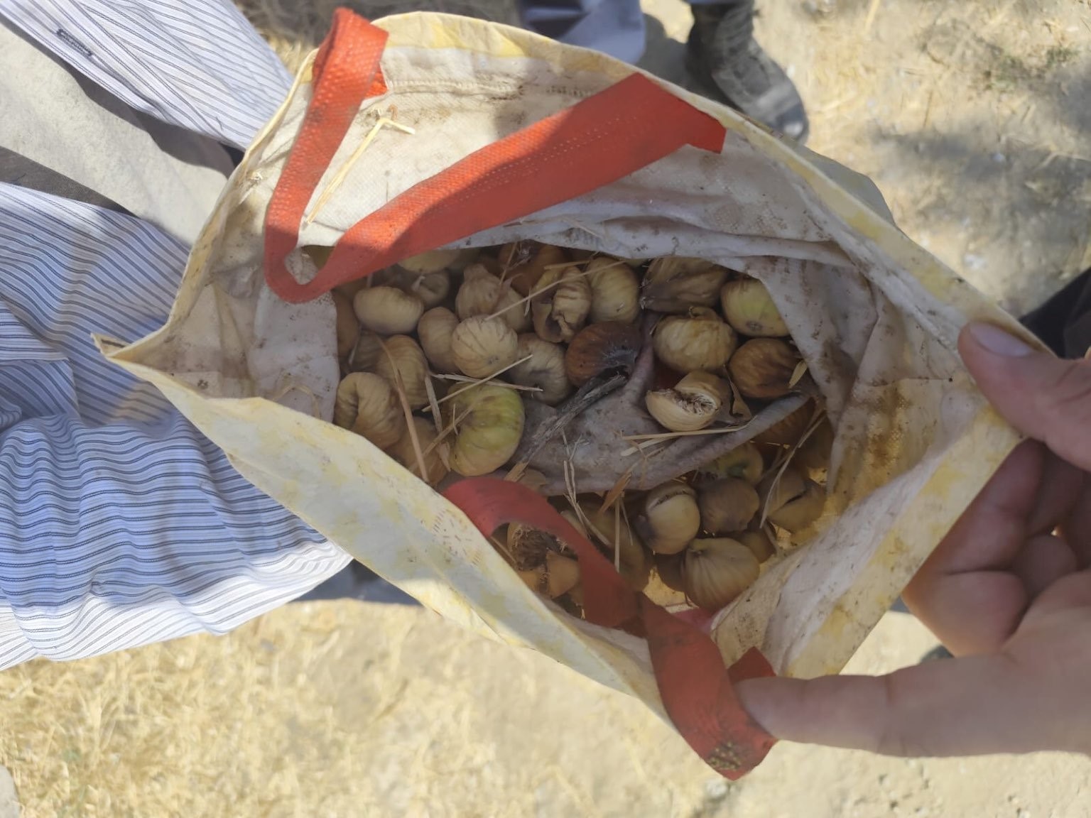 İncir hırsızı yakalandı