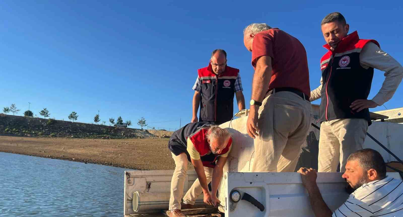 Gökçedere Göleti’ne 150 bin sazan yavrusu bırakıldı