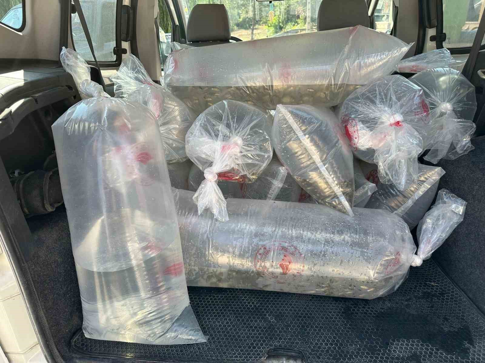 Bolu’da üretilen yavru sazanlar Türkiye’nin dört bir yanına gönderildi