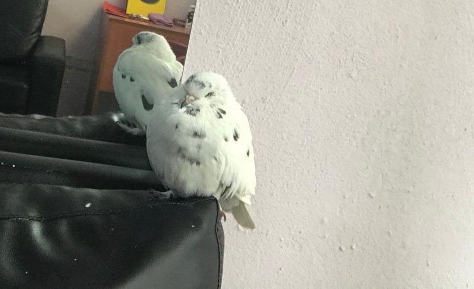 Çok sevdiğini güvercini kayboldu, her yerde onu arıyor