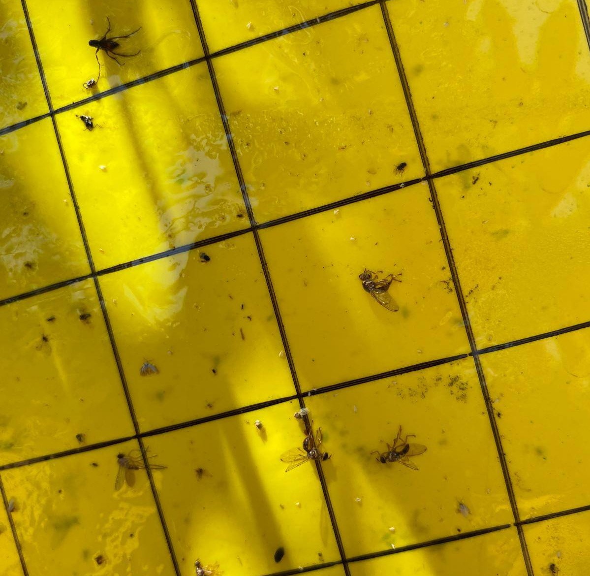 Salihli’de üreticiler ‘zeytin sineği’ne karşı bir kez daha uyarıldı