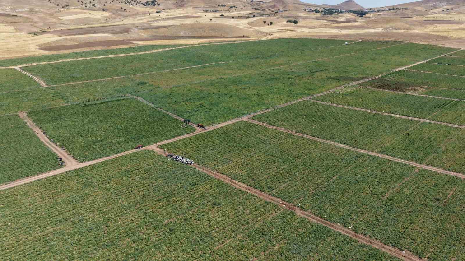 İki bin dönüme domates eken üretici: 