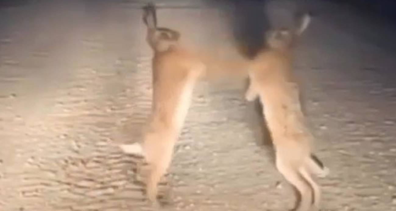 Boks maçını aratmayan anlar: Bayburt’ta iki yaban tavşanı kavga ederken görüntülendi