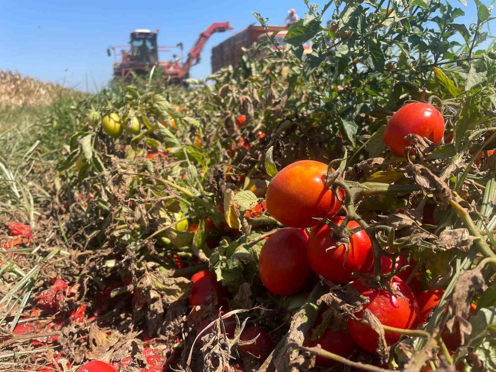 Ekim alanı daralan domateste fiyatlar çiftçi lehine 3’e katladı