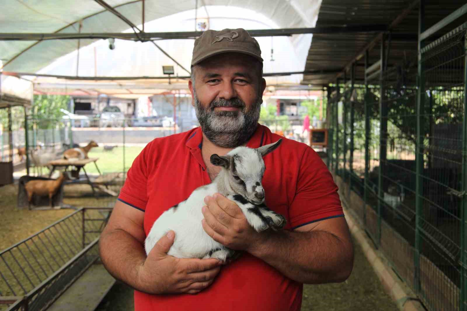 Kafasındaki poşetle sürüye kabusu yaşatan keçinin sahibi: 