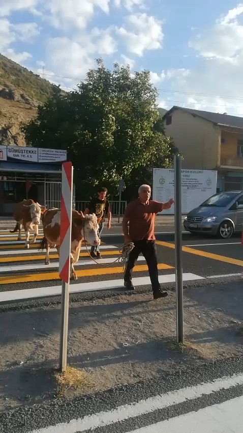 İnekler yaya geçidini kullandı, sahibi 