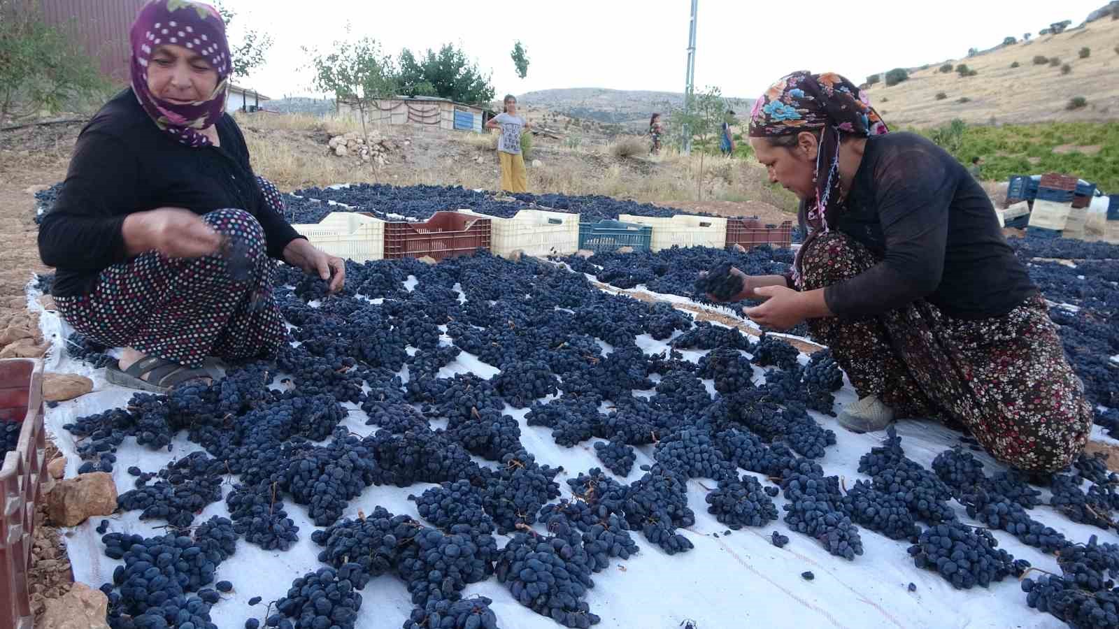 Malatya’da kilosu 500 TL’den alıcı bulan kuru üzüm yüz güldürüyor