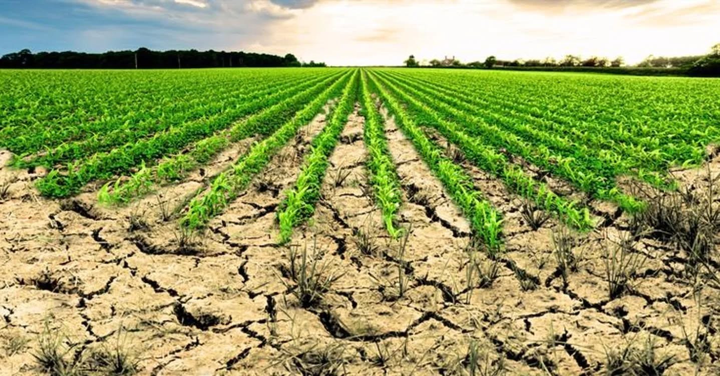 Aydın’da işlenmeyen tarım arazilerinin listesi ilan edildi