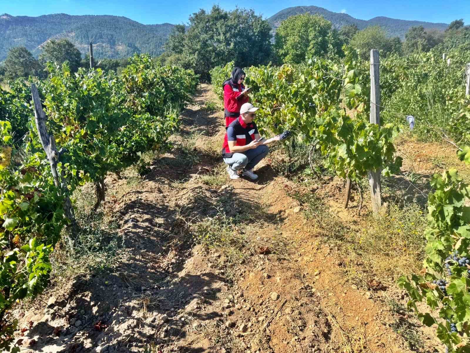 Simav’da bağlarda Üzüm Survey çalışmaları