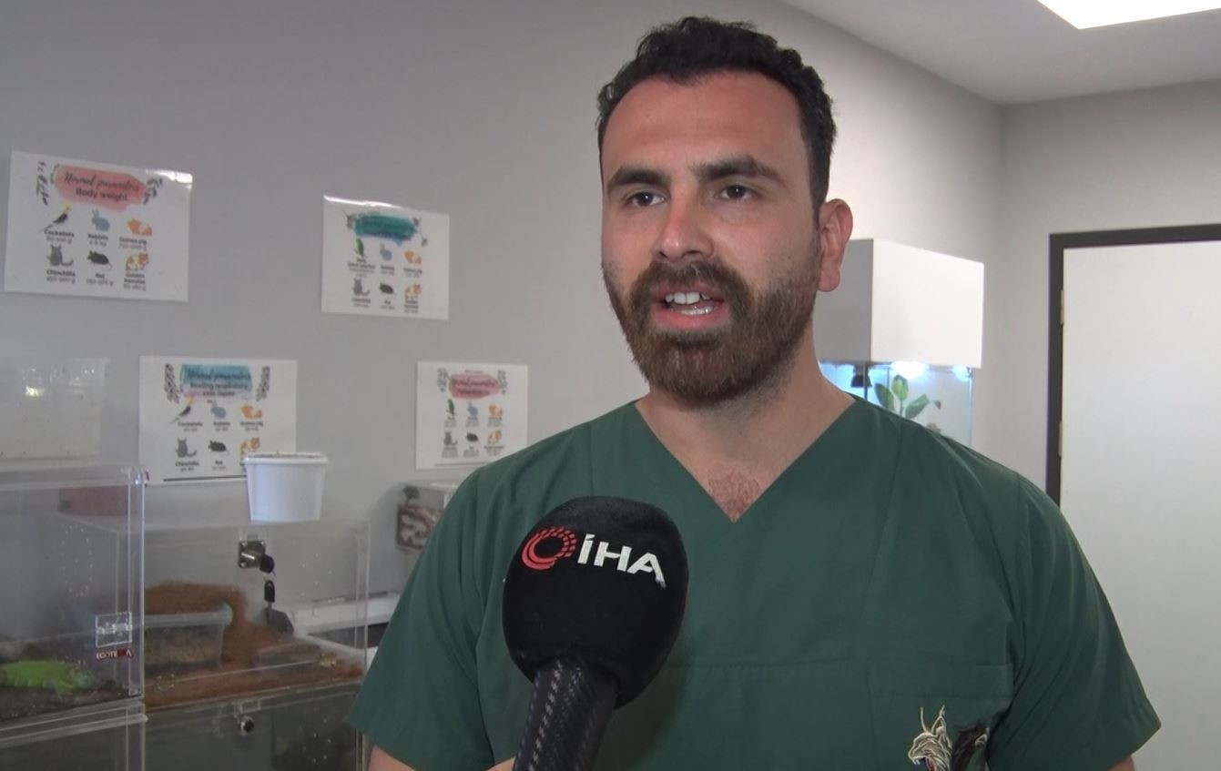 İstanbul’da aşırı meyveden rahatsızlanan 200 kiloluk ayı, tomografi cihazına sokuldu, tedavi edildi