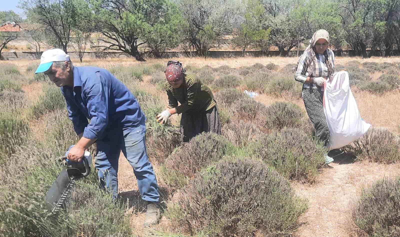 İmece usulü ektikleri lavantanın gelirini köylerinin ortak giderleri için kullanıyorlar
