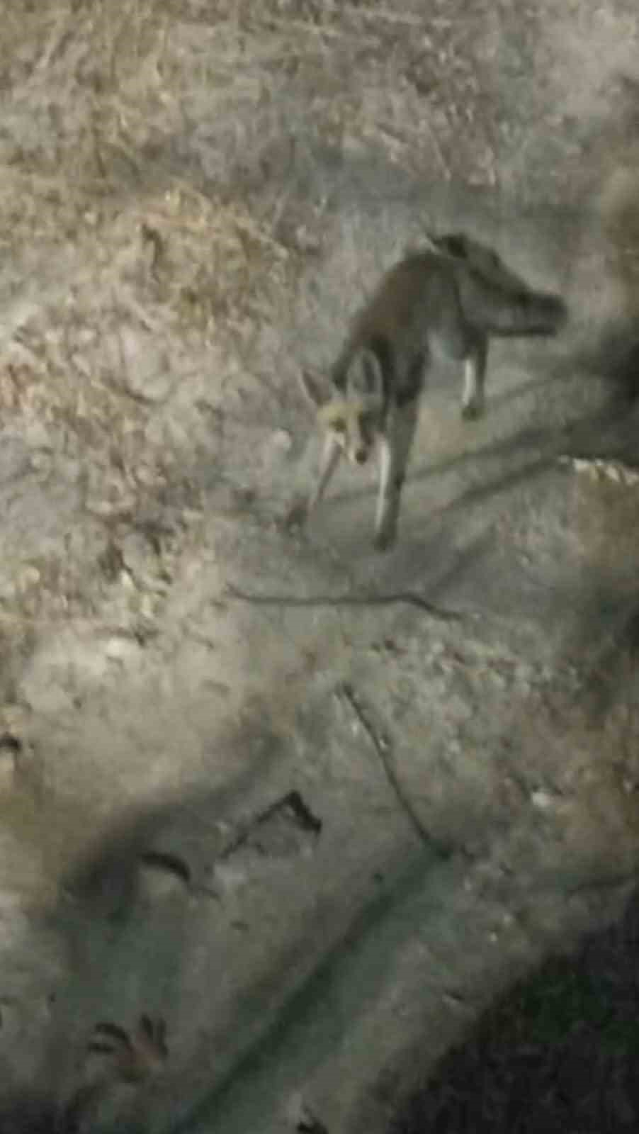 Tabiat parkına inen tilki piknikçiler tarafından görüntülendi