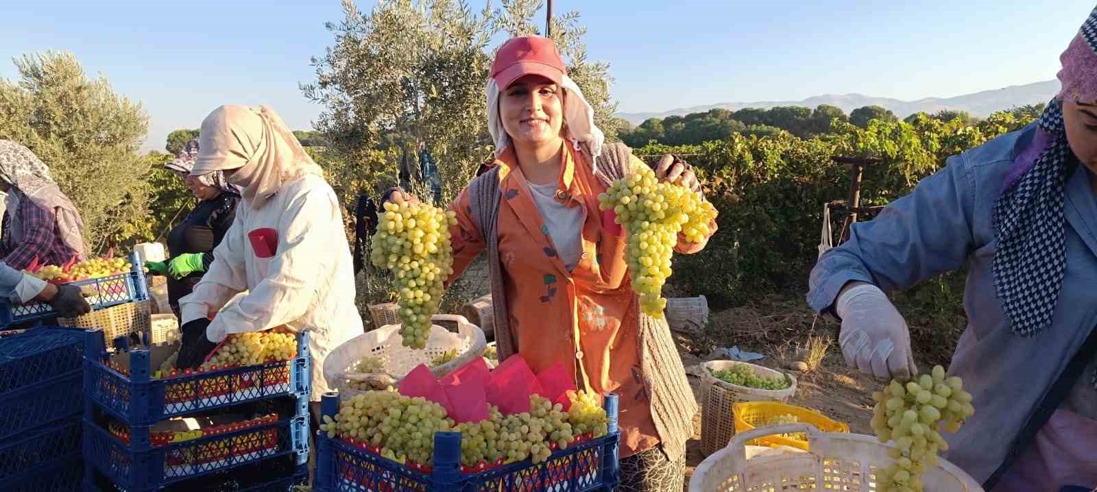 Sarıgöl’de hayat üzümle dönüyor