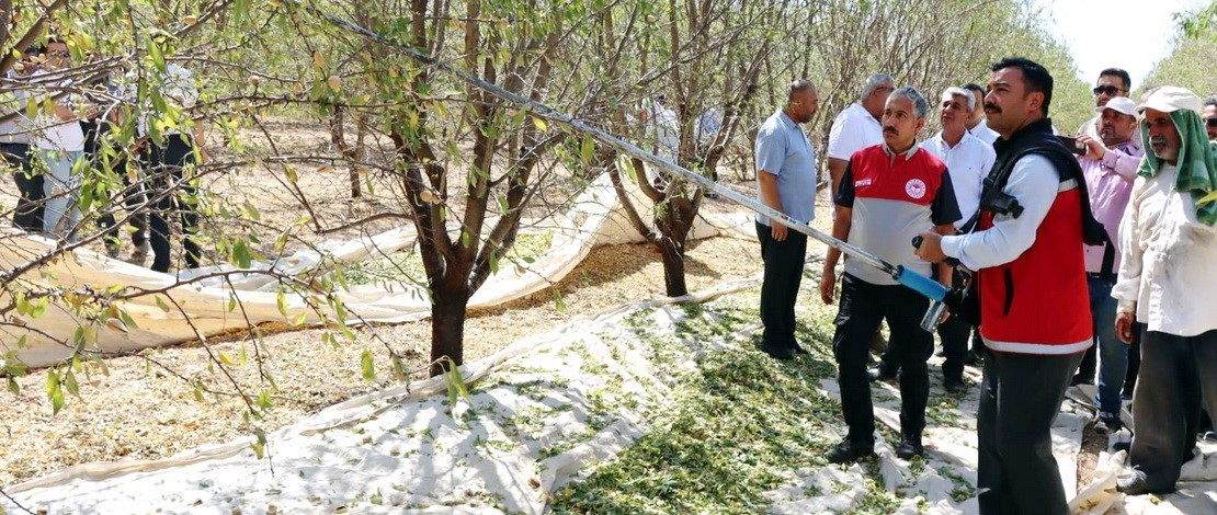 Adıyaman’da badem hasadı düzenlendi