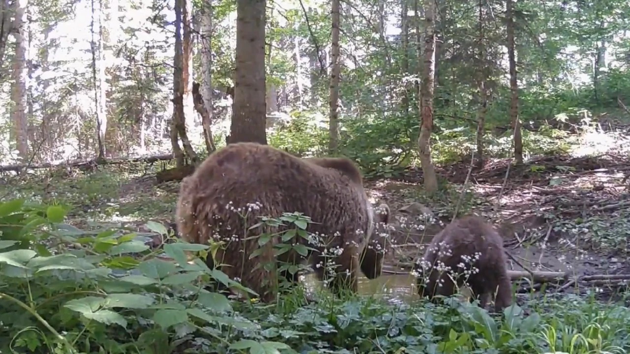 Kastamonu’da anne ayı ve yavrusu, su içerken fotokapana yakalandı