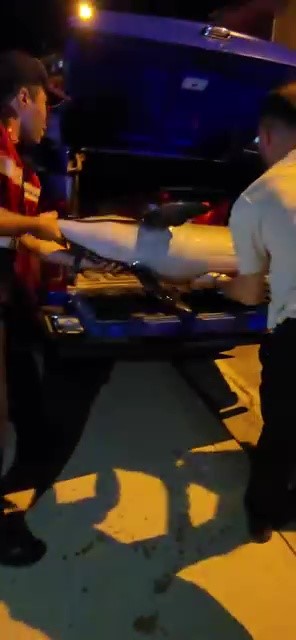 Bursa’da ölü yunus balığı kıyıya vurdu