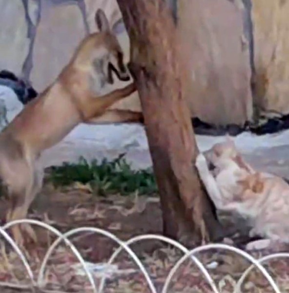 Sokak kedisi ile tilkinin birlikte oyun oynadığını görenlerin yüzlerini güldürdü