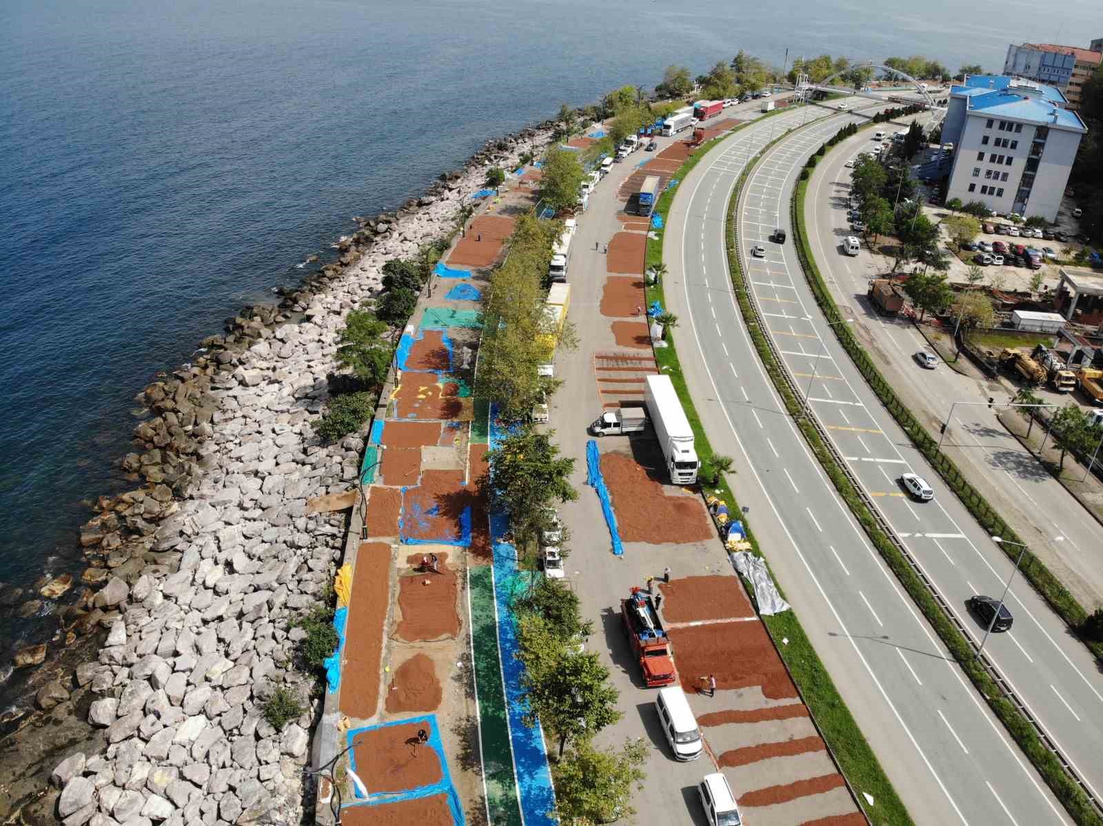 Giresun’da fındık hasadının ardından üreticilerin kurutma mesaisi sürüyor