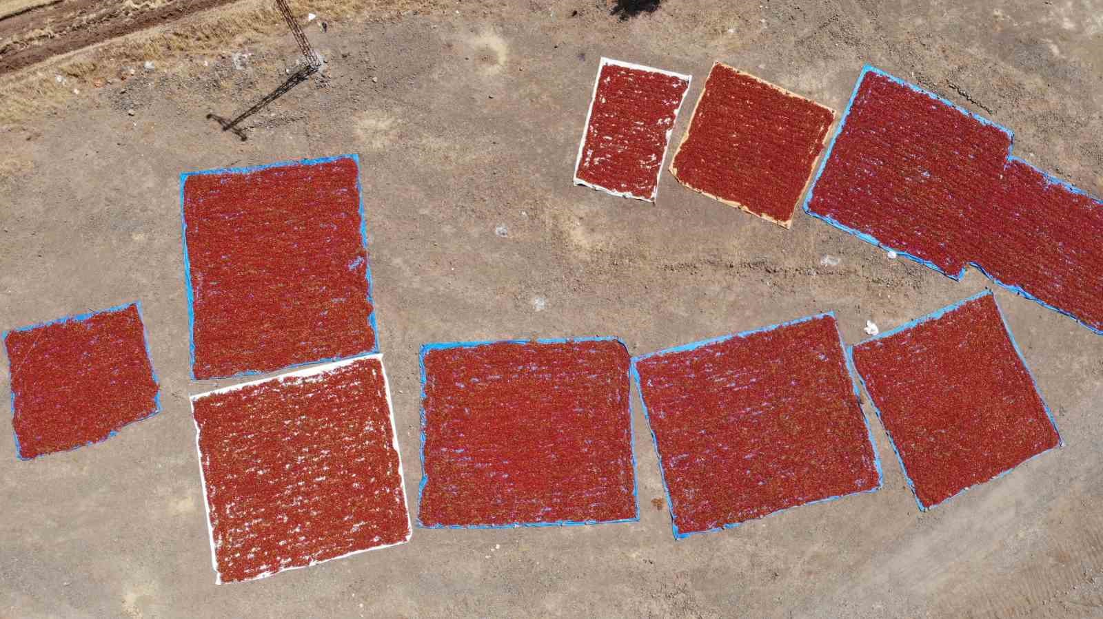 Kahramanmaraş’ta coğrafi işaretli biberde hasat başladı