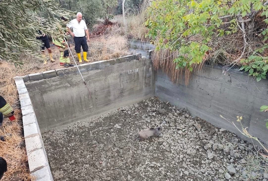 Sulama havuzuna düşen domuzu itfaiye kurtardı