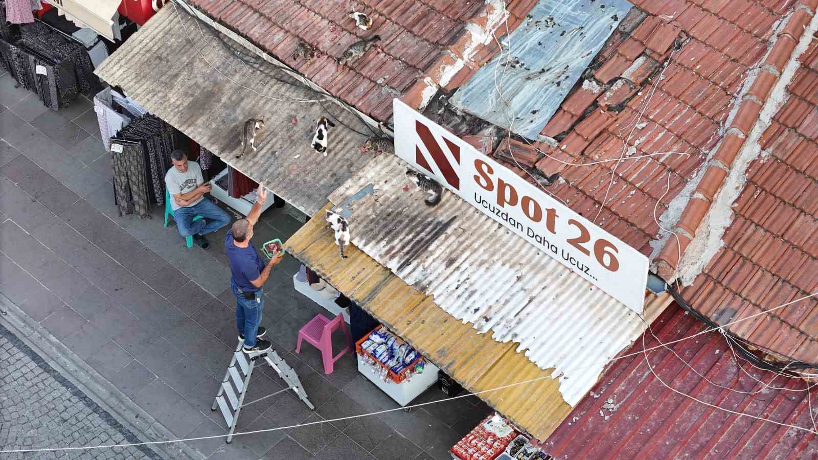 Her gün merdivene çıkıp çatıdaki kedileri besliyor