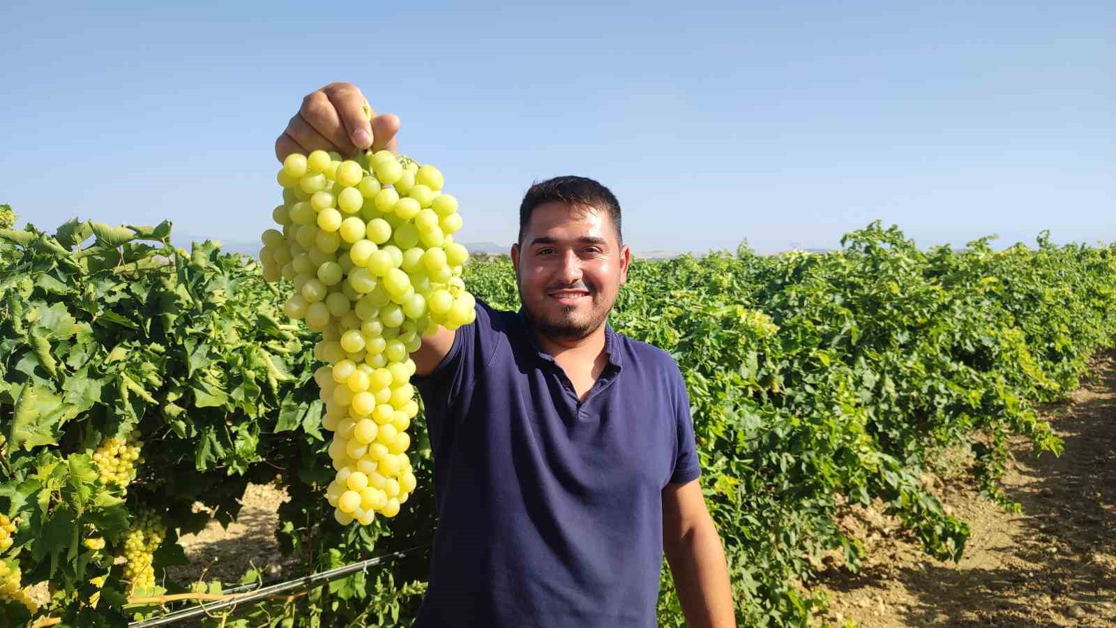 Coğrafi işaretli İsabey çekirdeksiz üzümünde hasat başladı