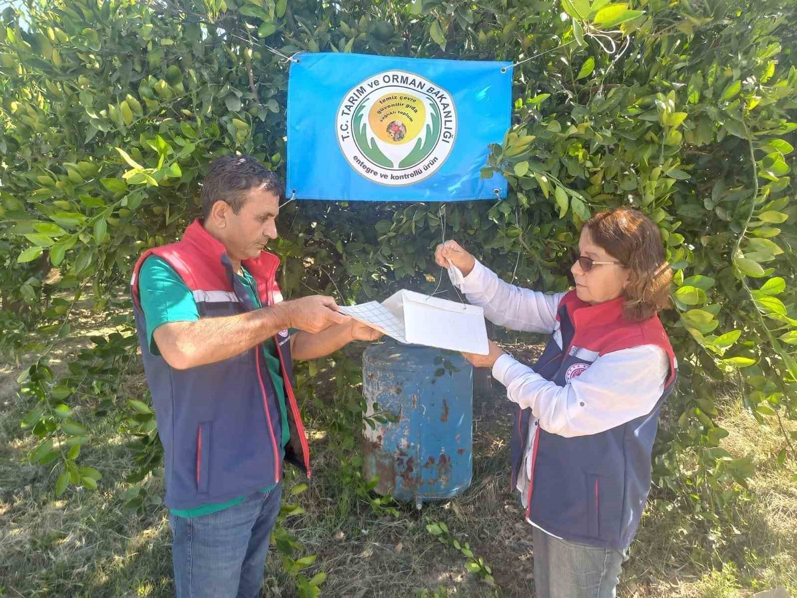 Aydın’da Akdeniz meyve sineği ile mücadele başladı