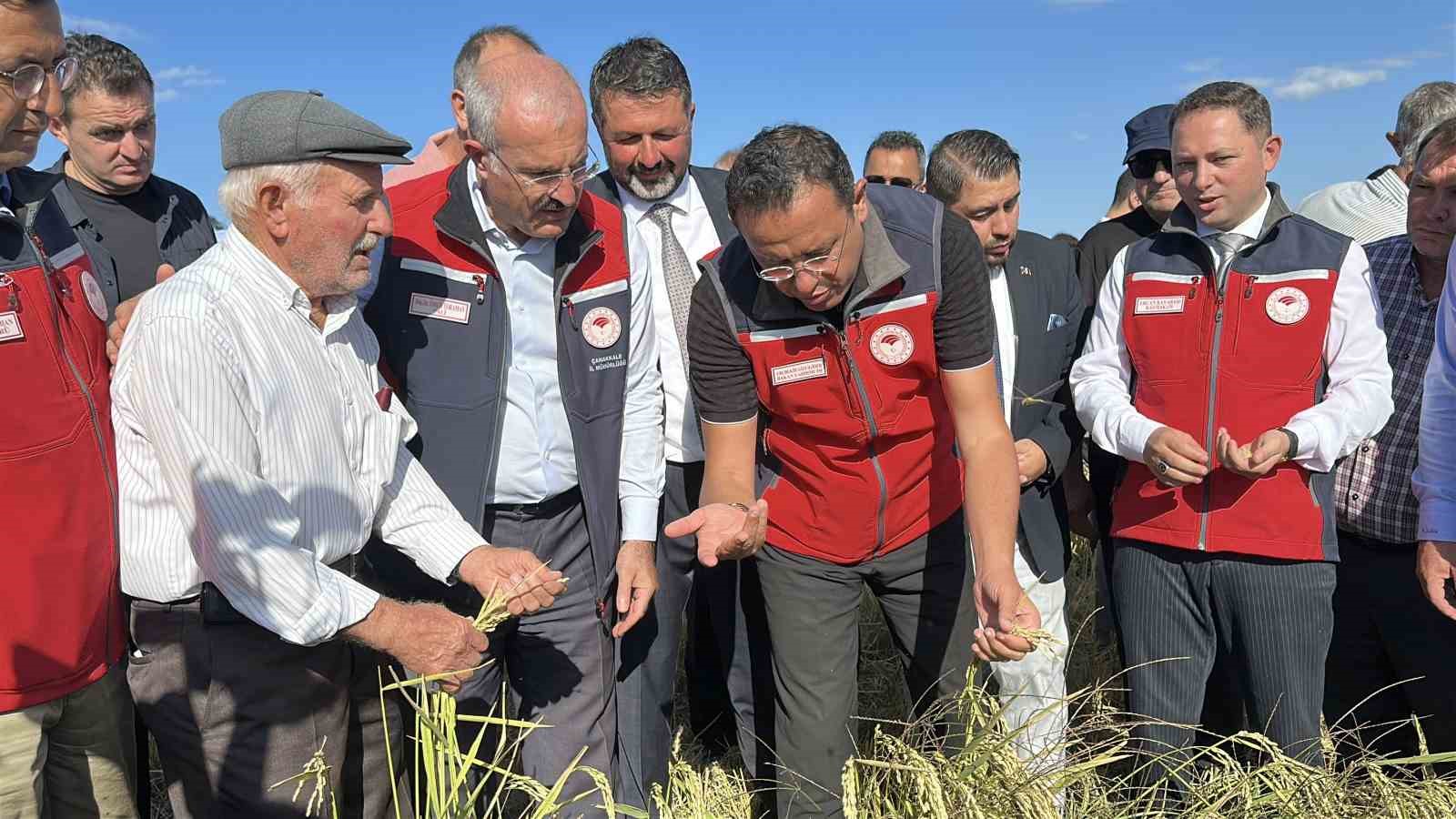Çanakkale’de damla sulamayla yetiştirilen çeltiklerde hasat zamanı