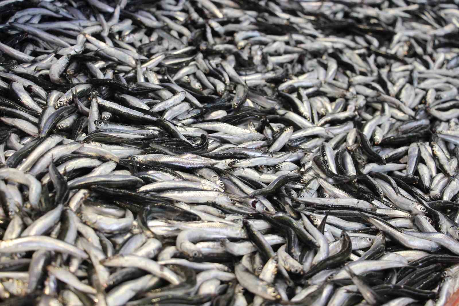 Bolu’da hamsi kilosu 200 liradan tezgahlarda yerini aldı