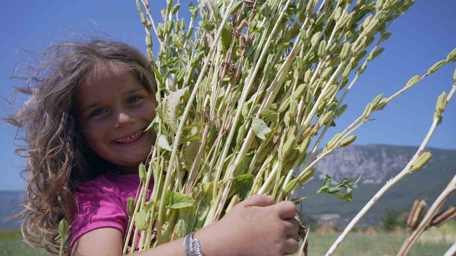 Japonlar’ın suşi susamı Gökova’dan