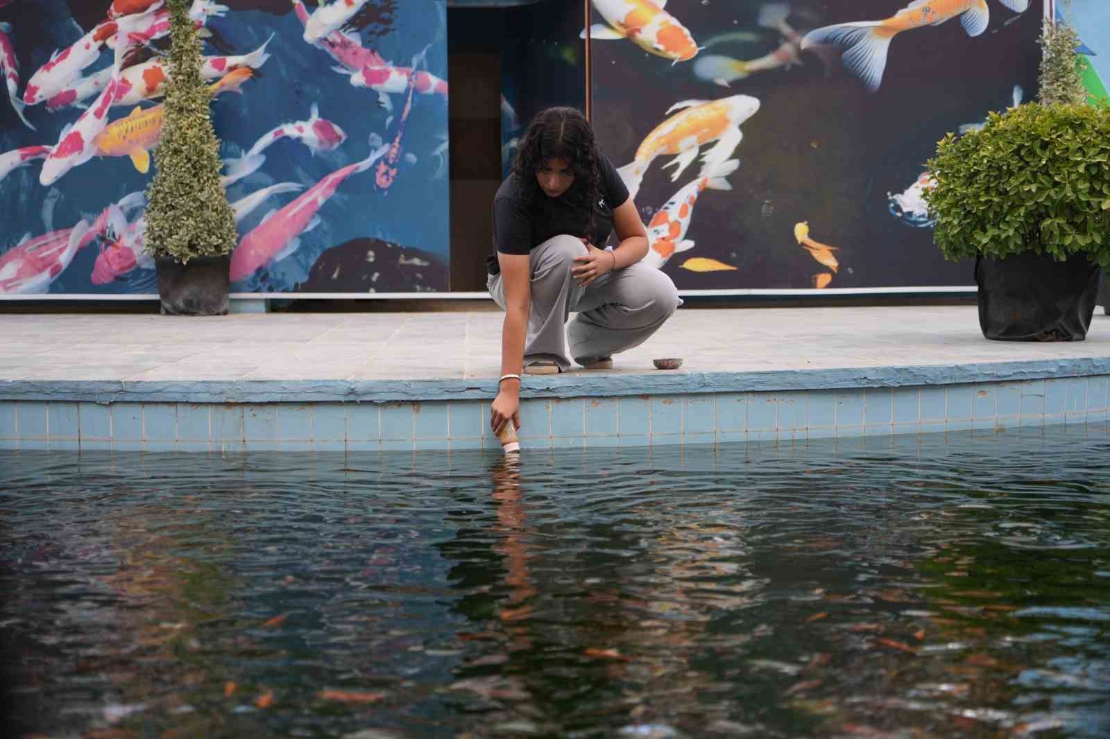 Gaziantep’te rengarenk Japon koi balıklarını ziyaretçiler biberonla besliyor