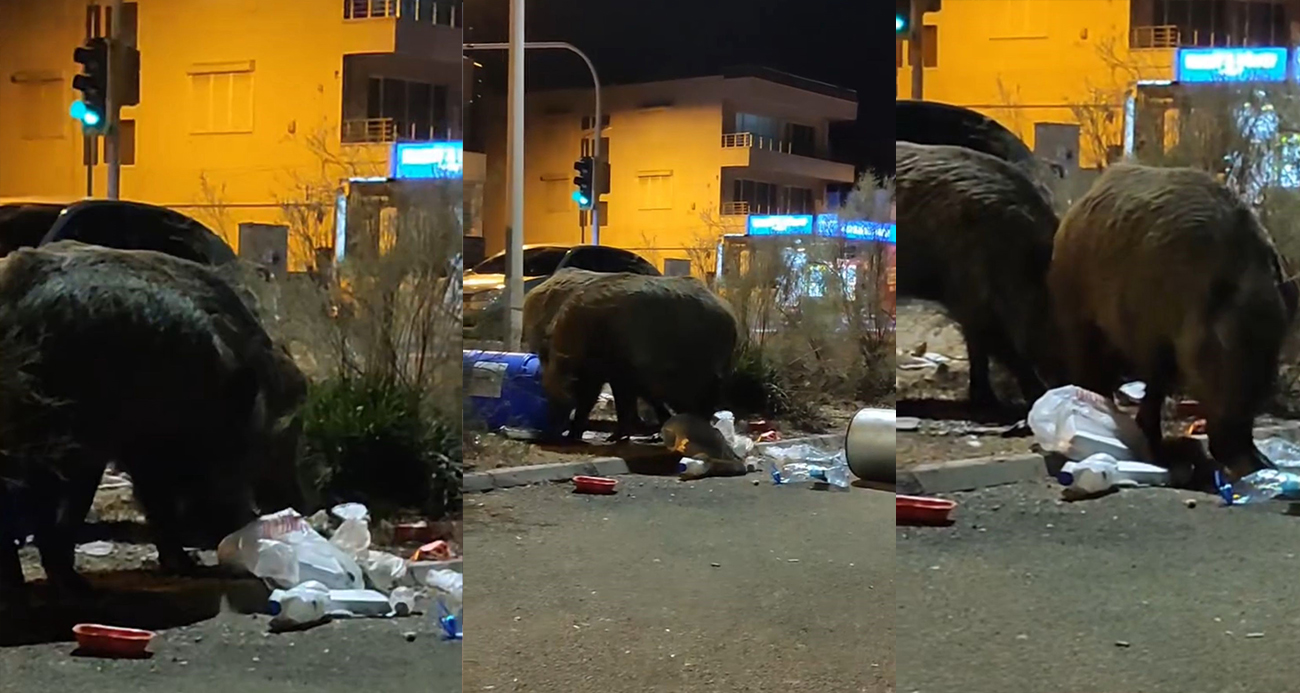Balçova’da çöplere dadanan domuzlar iri cüsseleriyle şaşırttı