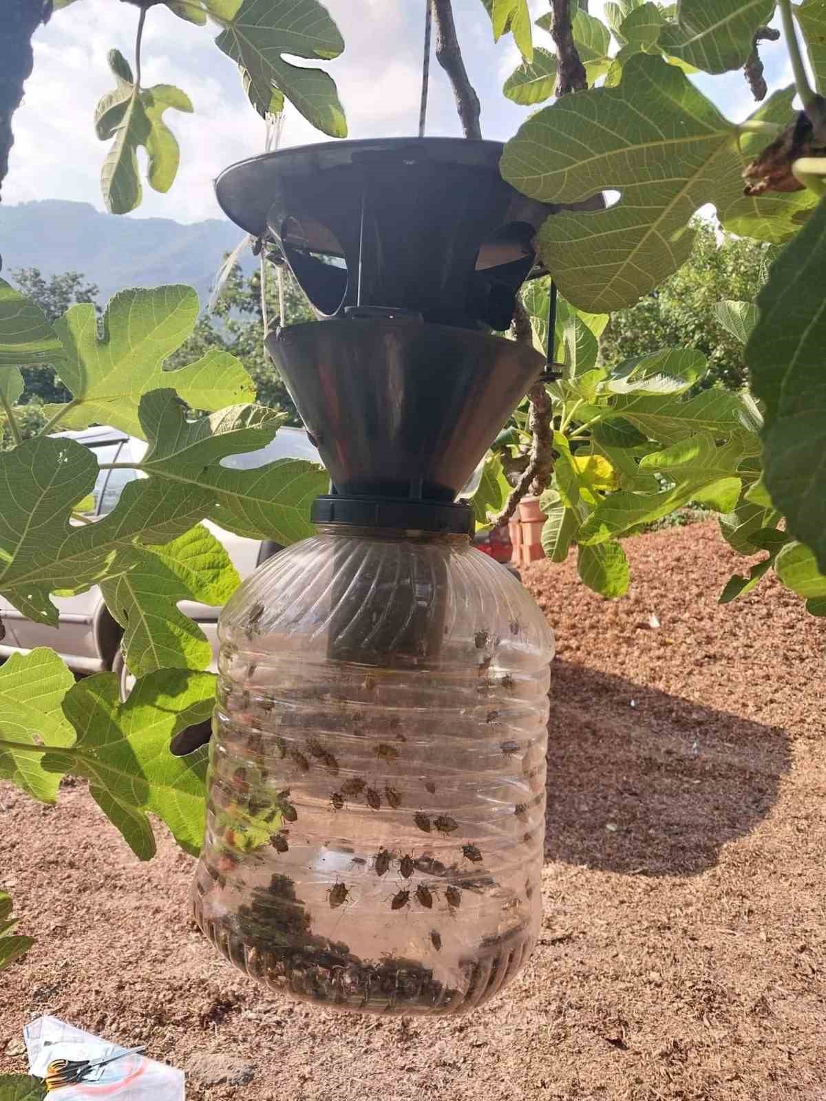 Çarşamba’da kahverengi kokarca mücadelesi sürüyor