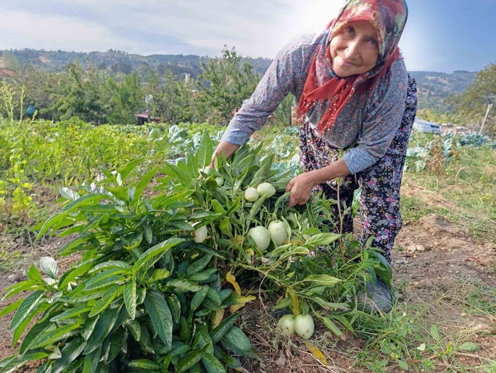 Demirci’de ilk kez pepino yetiştirildi