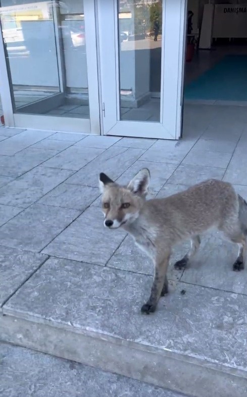 Milli Eğitim Müdürlüğü binasına giren tilki hayrete düşürdü