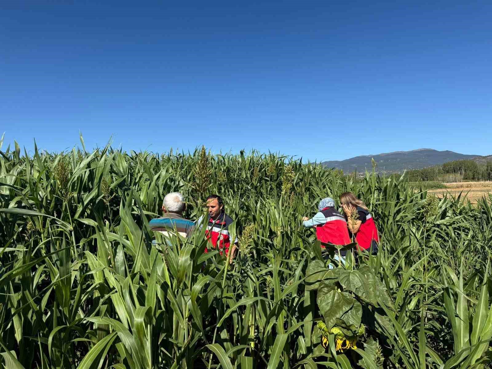 Simav’da hasat kontrolleri