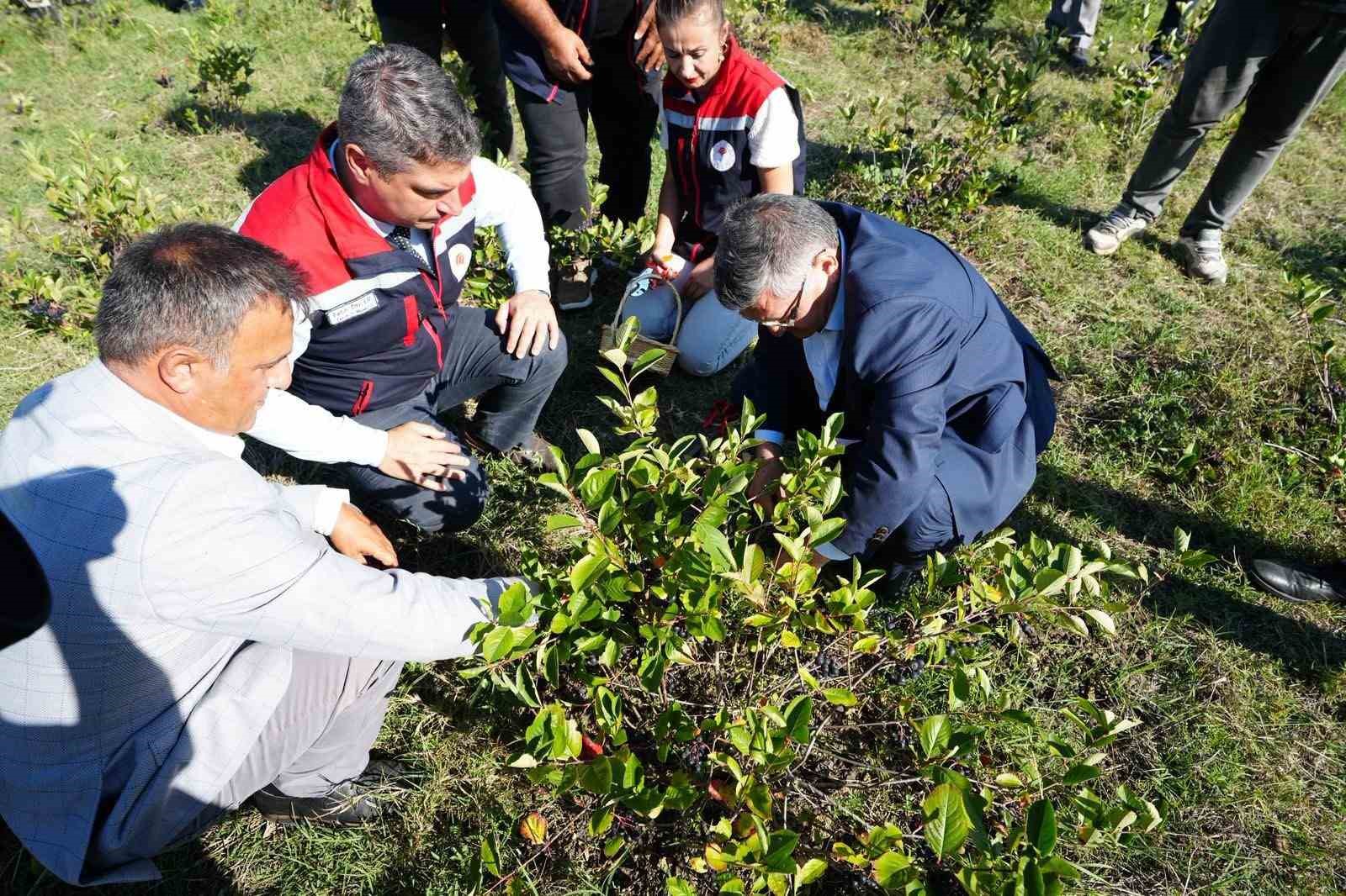 Sinop’ta aronya meyvesi hasadı yapıldı