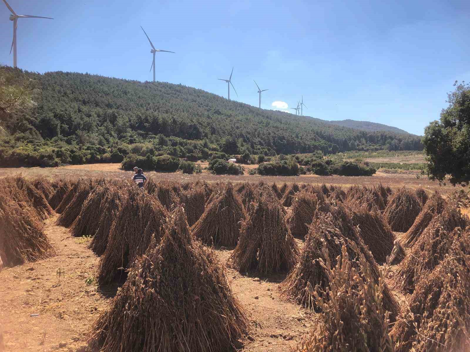 Susamda hasat zamanı yaklaşıyor
