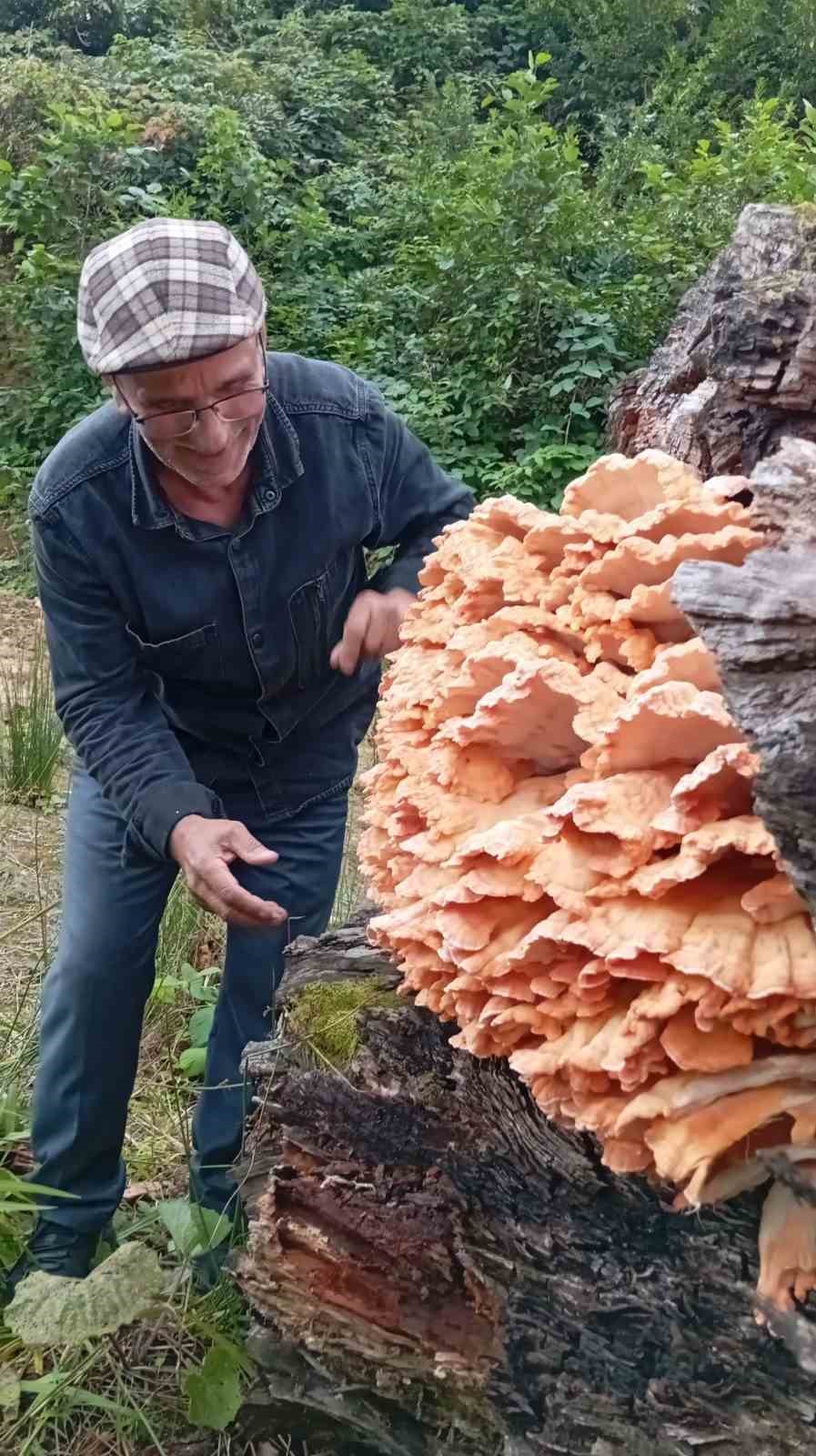 Rize’de ormanda gezintiye çıkan 3 arkadaş ağacın üzerinde kilolarca mantar buldu