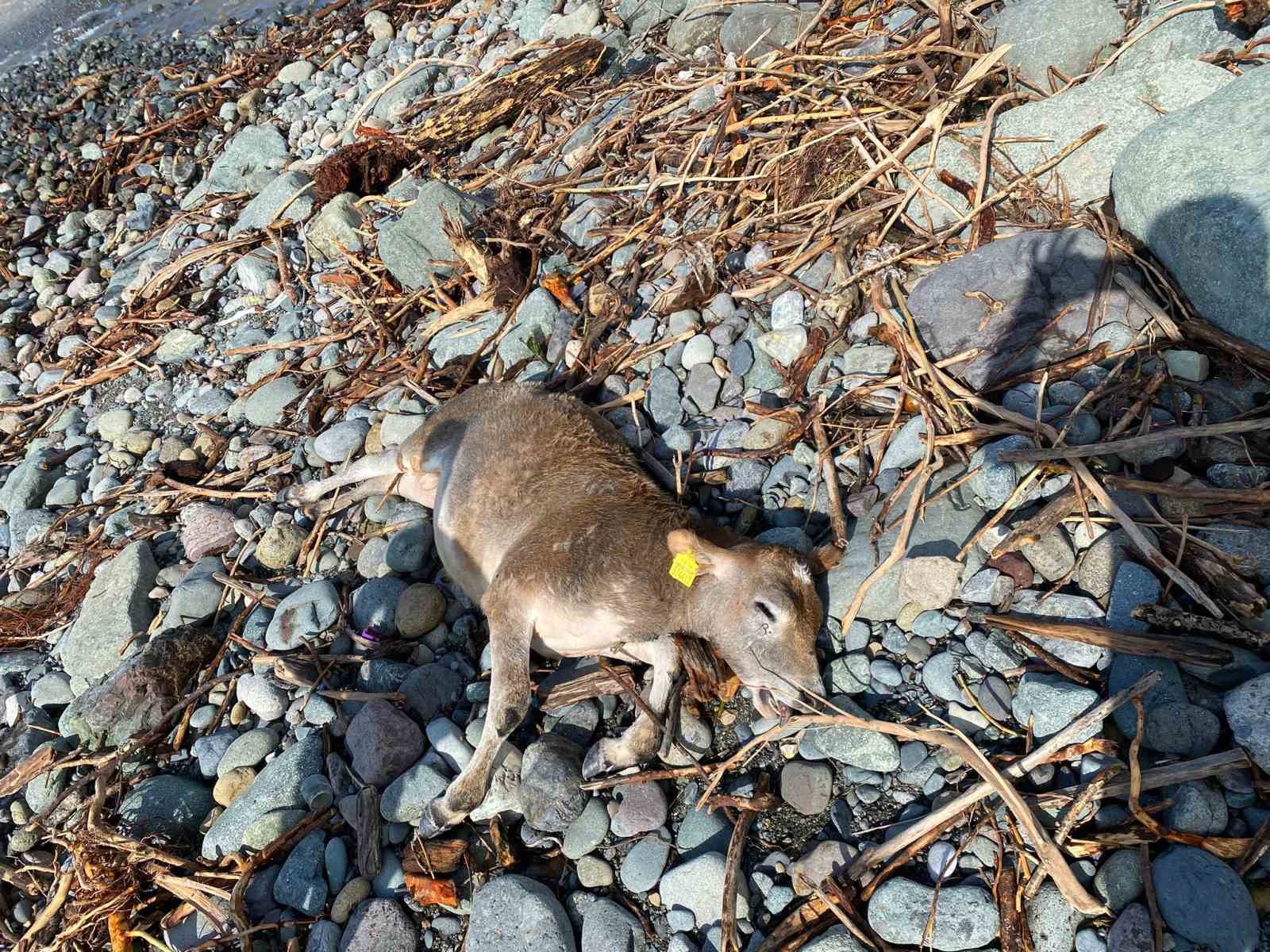 Selin vurduğu Artvin’de hayvanlar sel suları ile denize sürüklendi