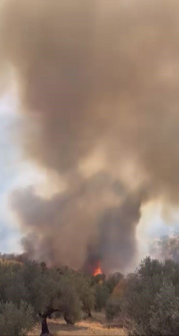 Hatay’da zeytinlik alanda çıkan yangın büyümeden söndürüldü