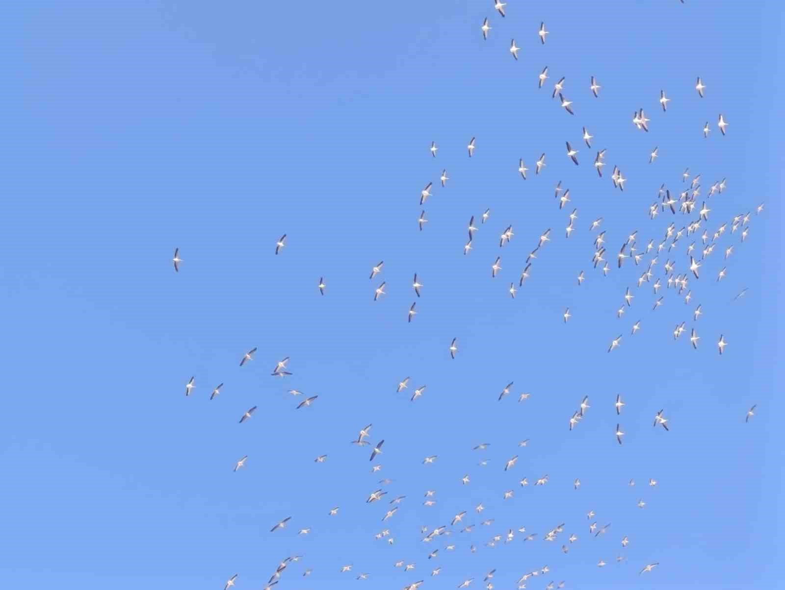 Kuşların dans şeklindeki gösterisi görenleri mest etti