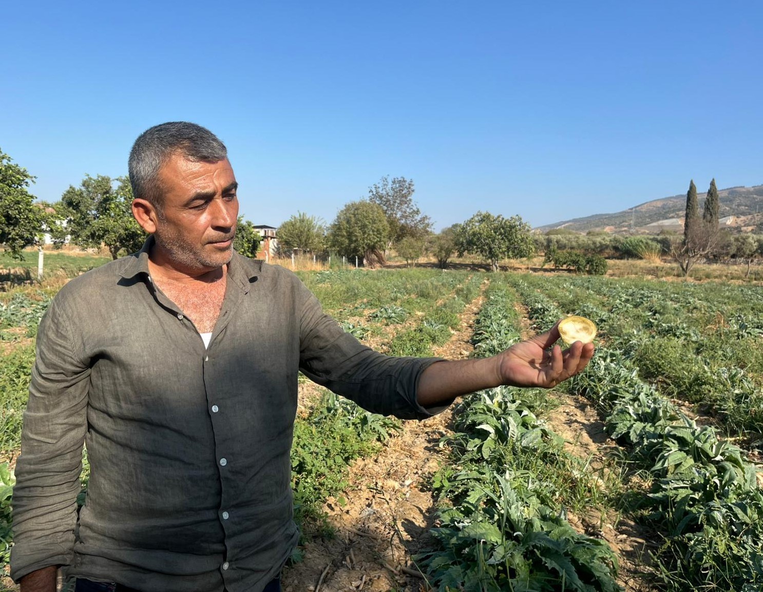 Aydın’ın tescilli ürünü enginarın kaymağını başkaları yiyor