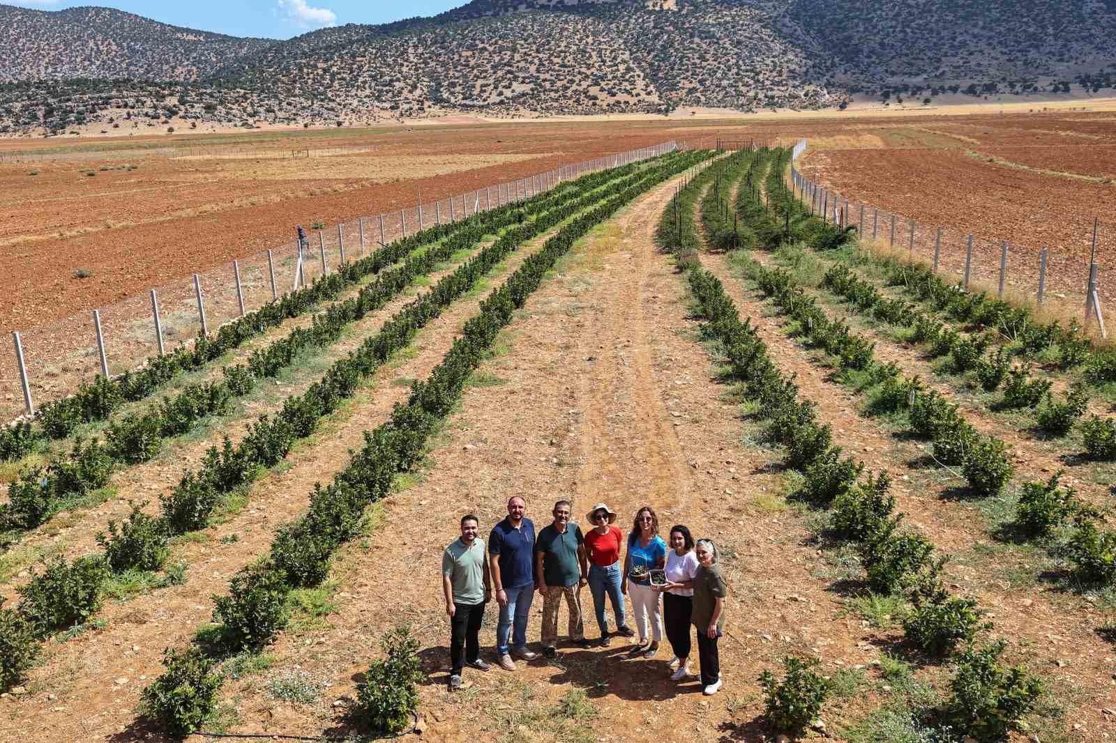 Antalya’da aronya ve böğürtlen hasadı bereketi