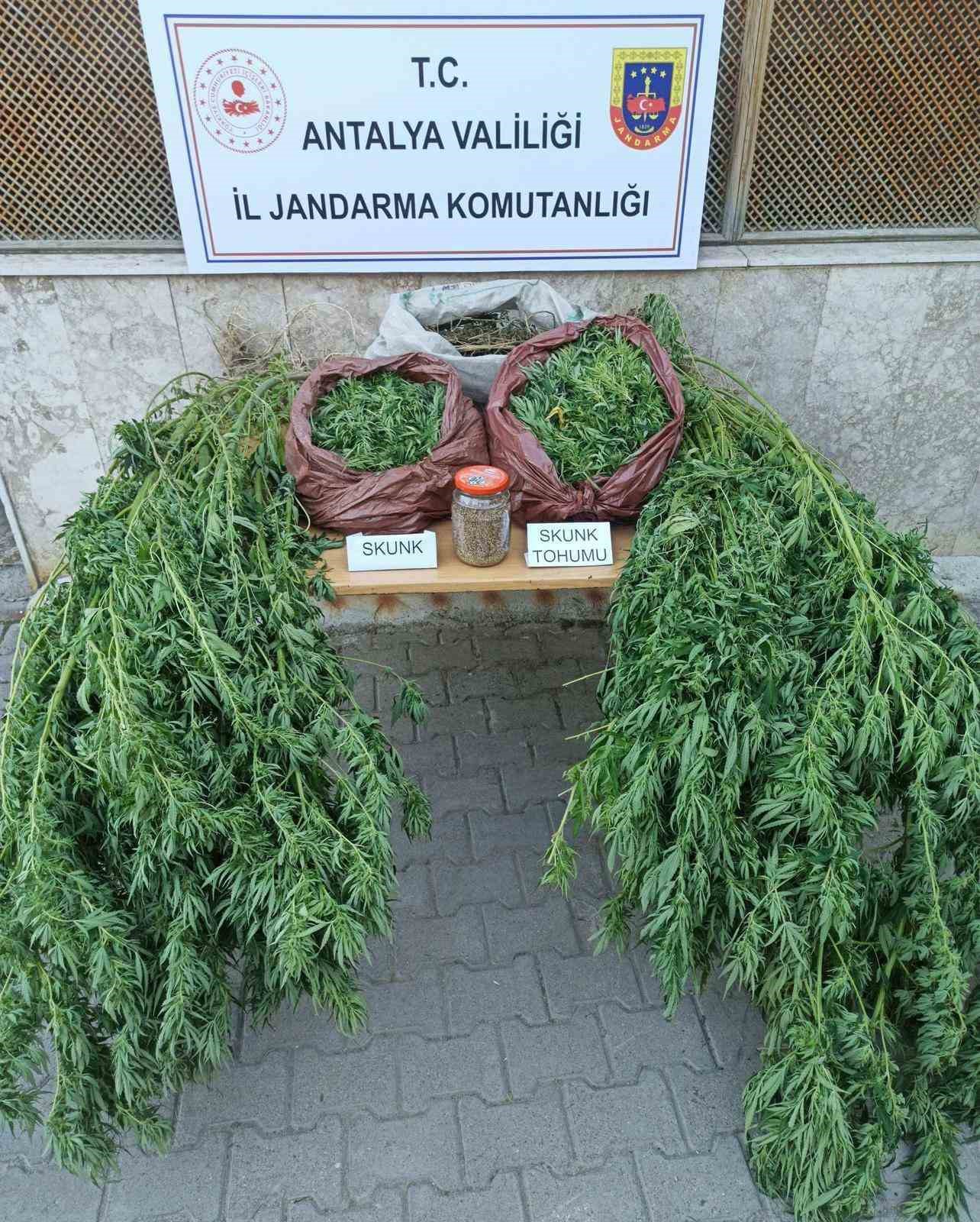 Korkuteli’nde 11,5 kilo skunk ele geçirildi