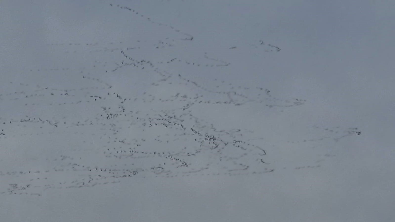 Tekirdağ’da gökyüzünde leylek şöleni