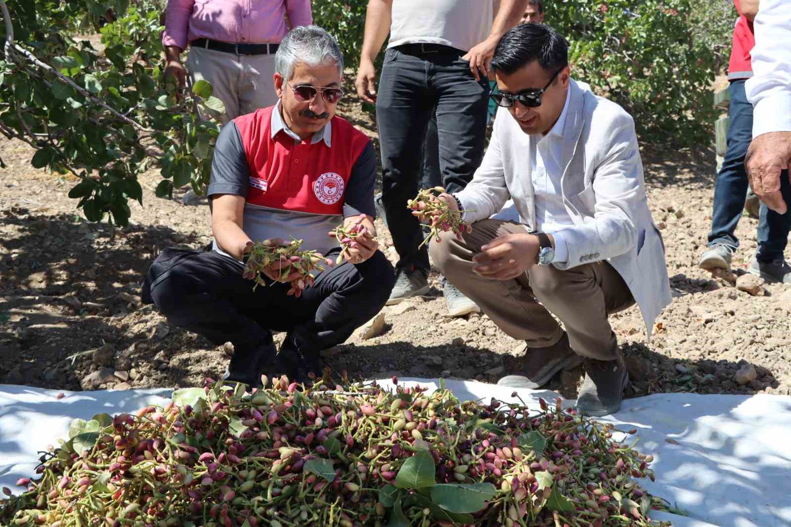 Adıyaman’da Antep Fıstık hasadı başladı