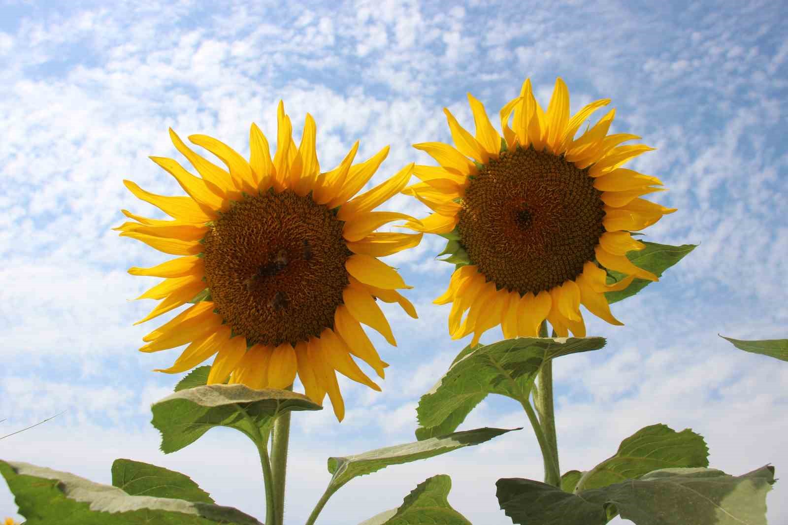 Ayçiçek alım fiyatları açıklandı