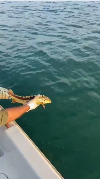 Balıkçılar ağlarına takılan nesli tehlike altındaki Mersin balığını geri denize bıraktı