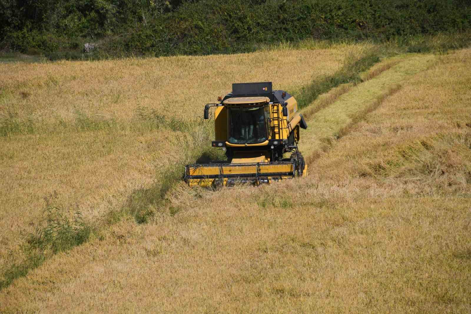 Tescilli Tosya pirincinin hasadı başladı